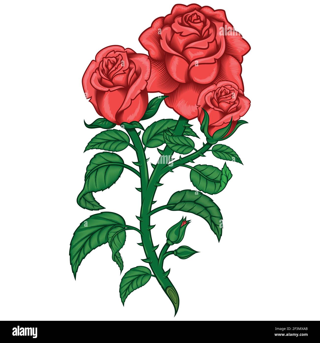Vector design of a bouquet of roses, with leaves stem and thorns, all on white background Stock Vector