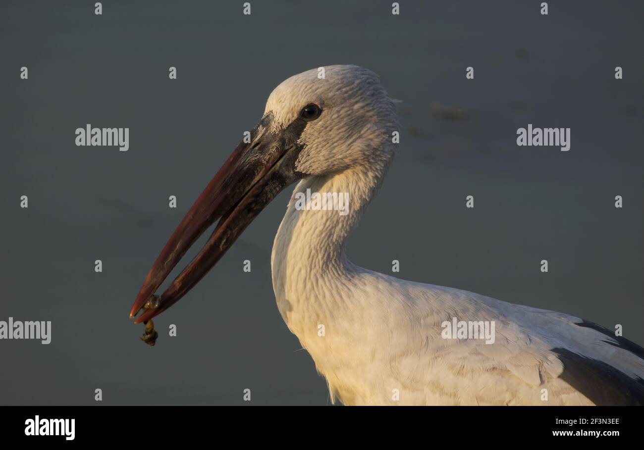 Asian openbill stork (Anastomus oscitans) with snail in it's distinctive bill Stock Photo
