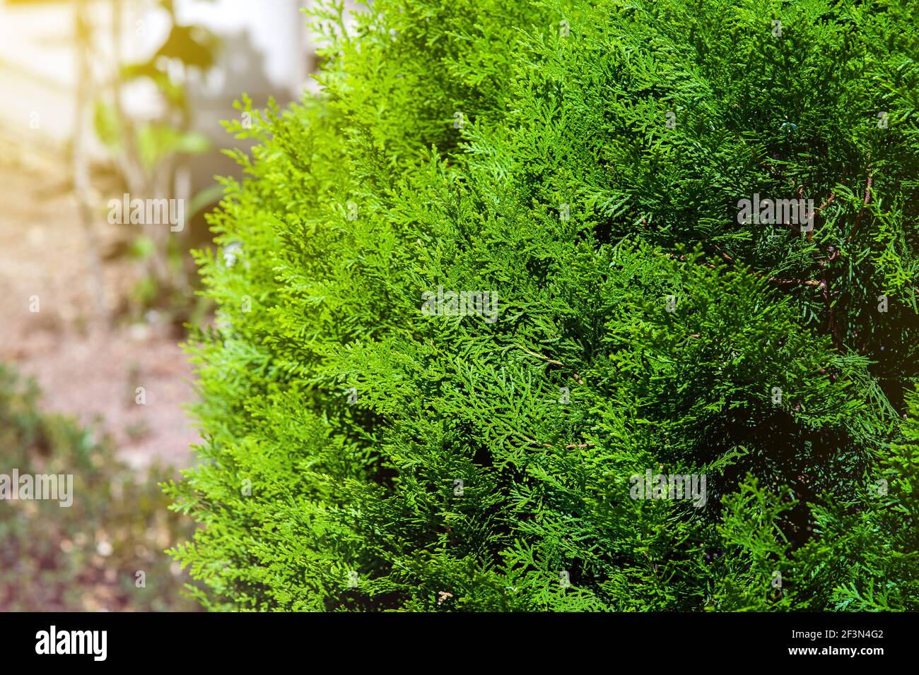 evergreen thuja bush growing in a backyard garden close-up of a plant illuminated by sunlight. Stock Photo