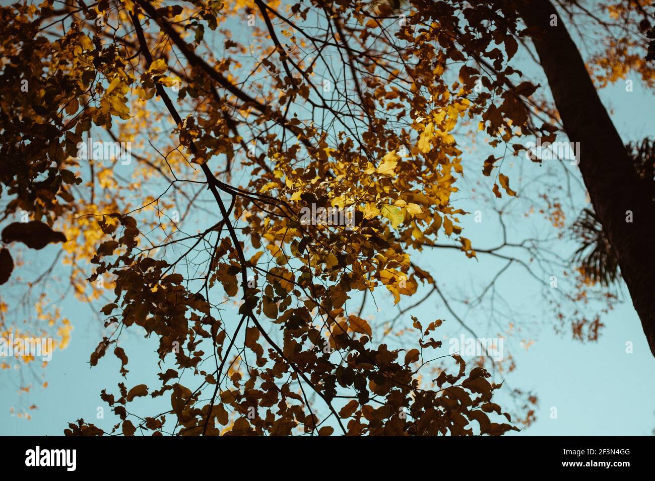 A low angle shot of trees covered in yellow drying leaves under the ...