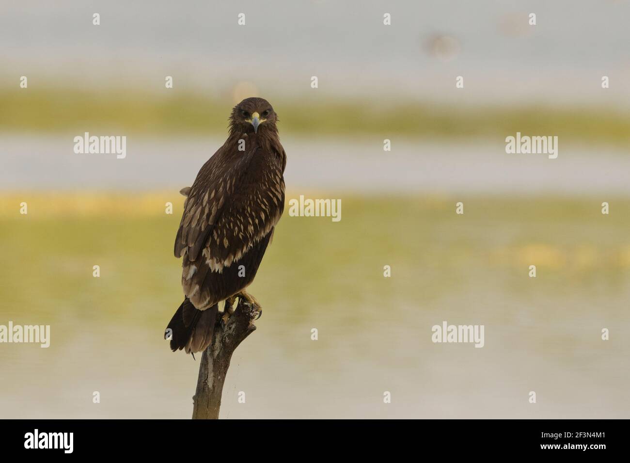 Greater Spotted Eagle (Clanga clanga) at Thol bird sanctuary, Gujarat, India Stock Photo