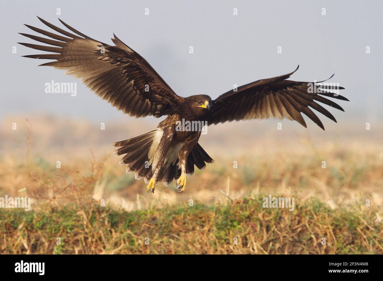 Greater Spotted Eagle (Clanga clanga) at Kheda, Gujarat, India Stock Photo