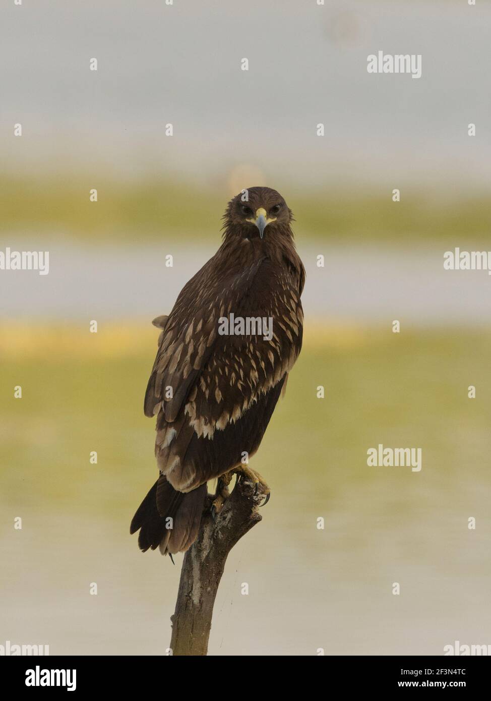 Greater Spotted Eagle (Clanga clanga) at Thol bird sanctuary, Gujarat, India Stock Photo