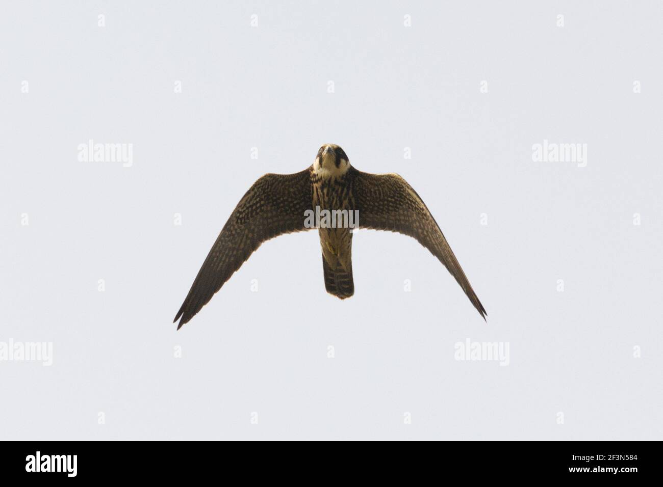 Eurasian Hobby (Falco subbuteo) Stock Photo