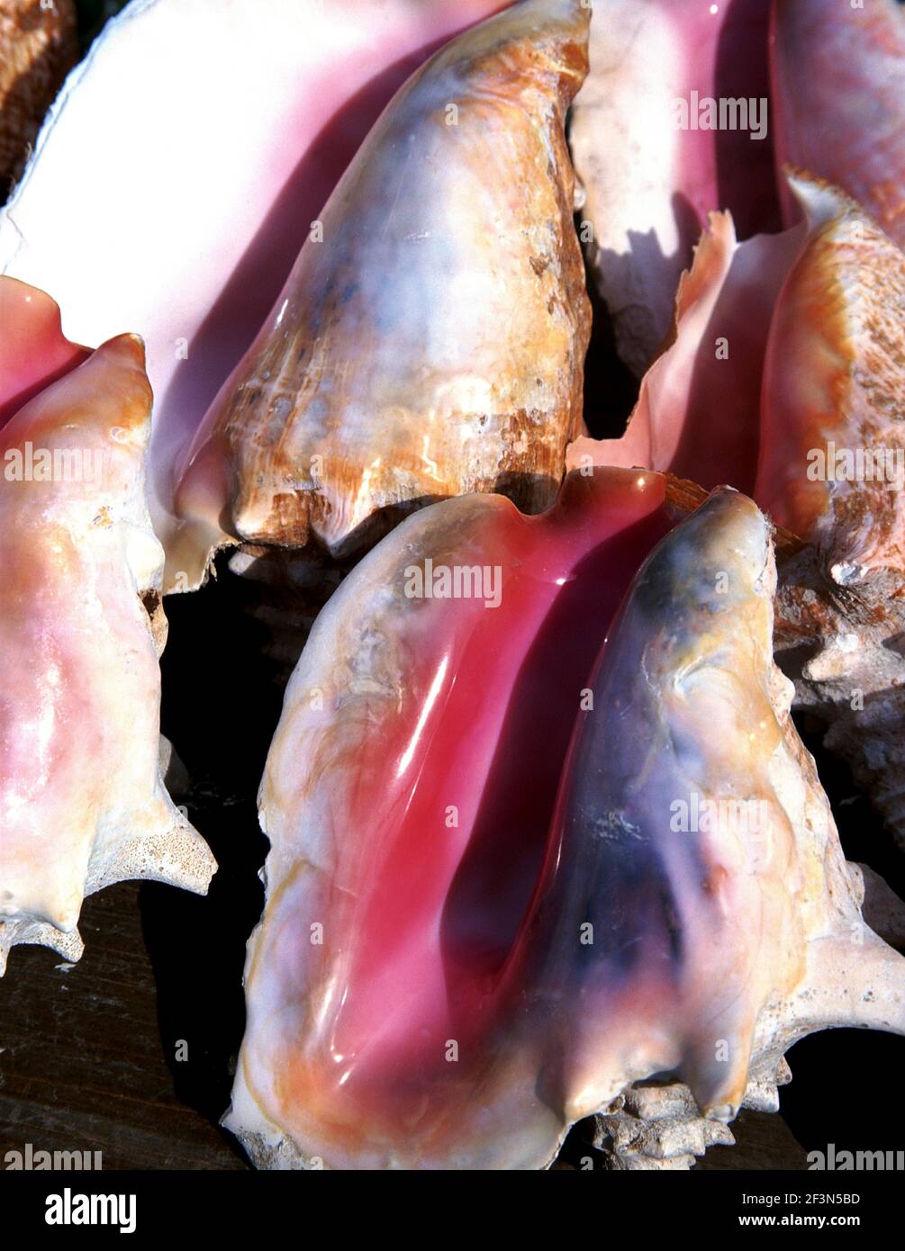 Conch shells, Bahamas NONE Stock Photo Alamy