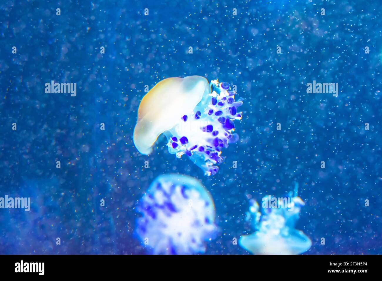 Jellyfish in the blue deep ocean among air bubbles Stock Photo Alamy