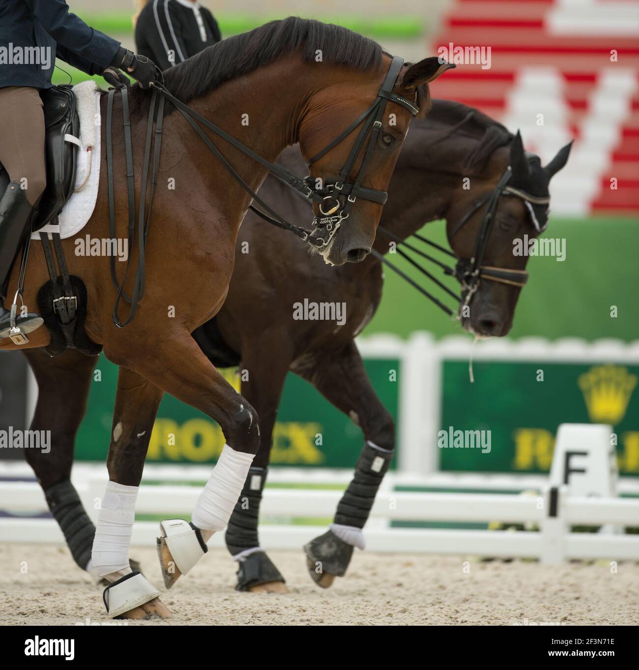 two bay horses in dressage warm up ring stepping at a walk in time with