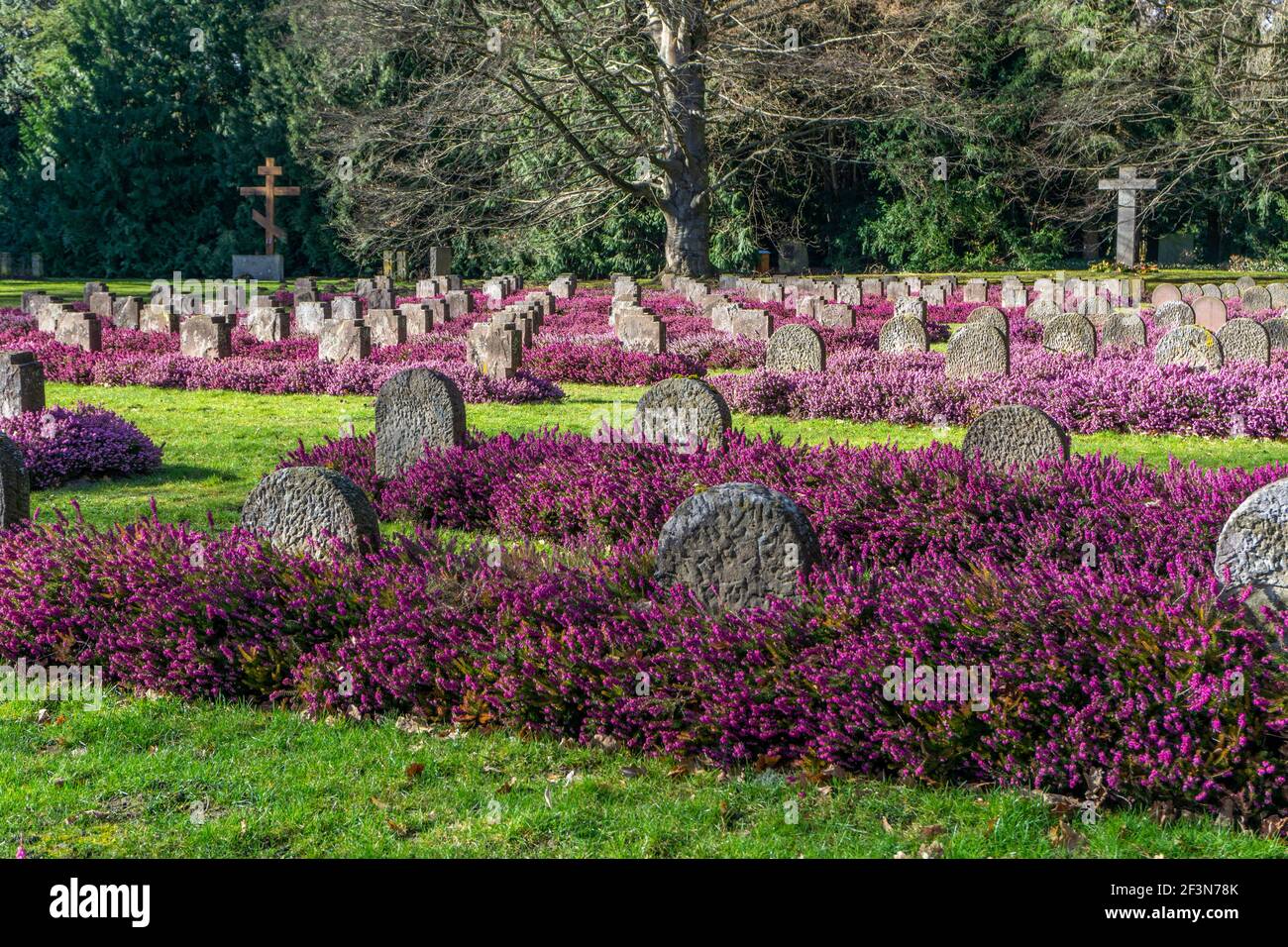 Violette Erika zwischen Weltkriegsgräbern auf dem Stadtfriedhof Göttingen, Niedersachsen, Deutschland | Violet Erica between War memorial graves on Stock Photo