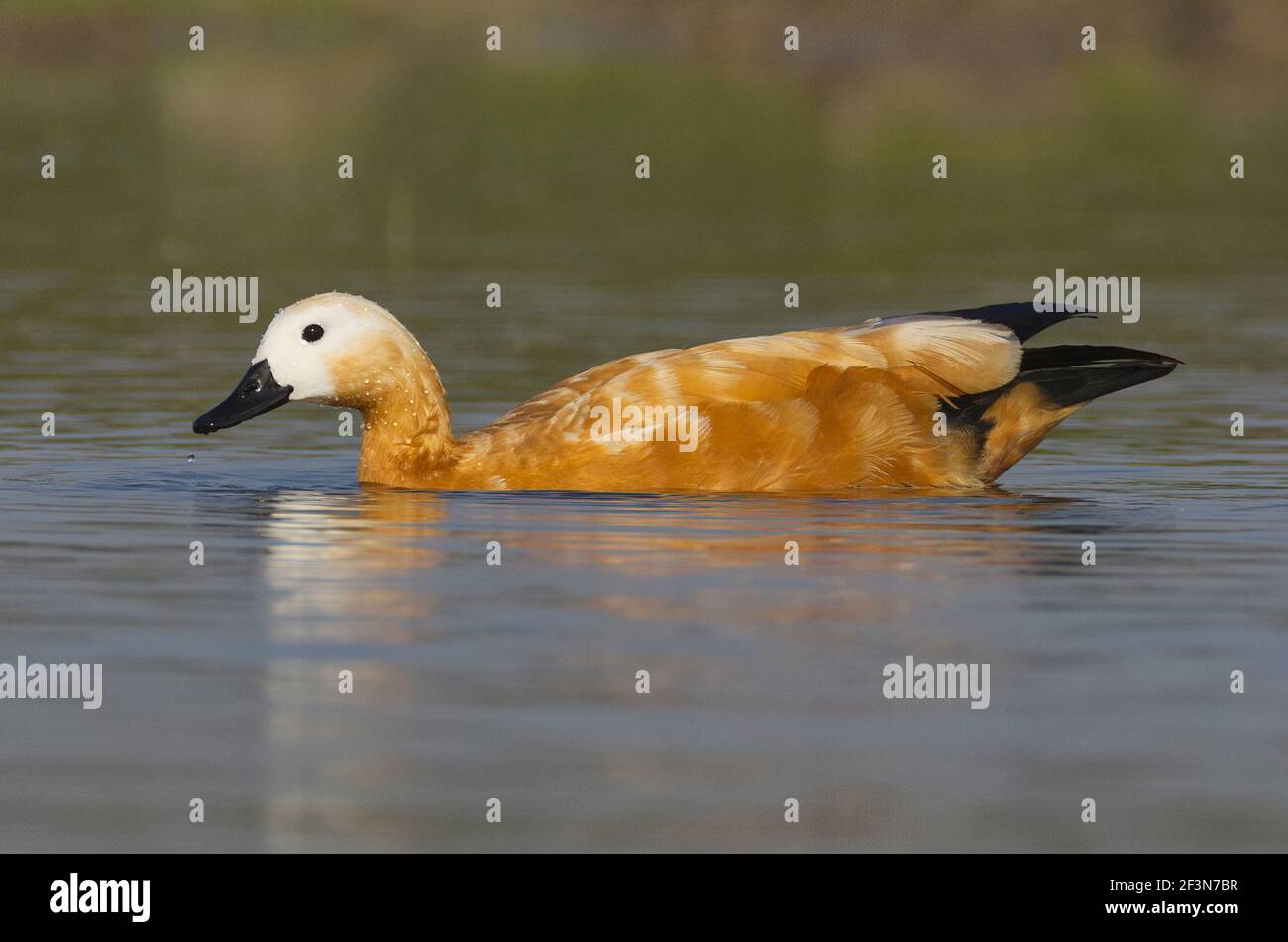 Indian common ducks hi-res stock photography and images - Alamy
