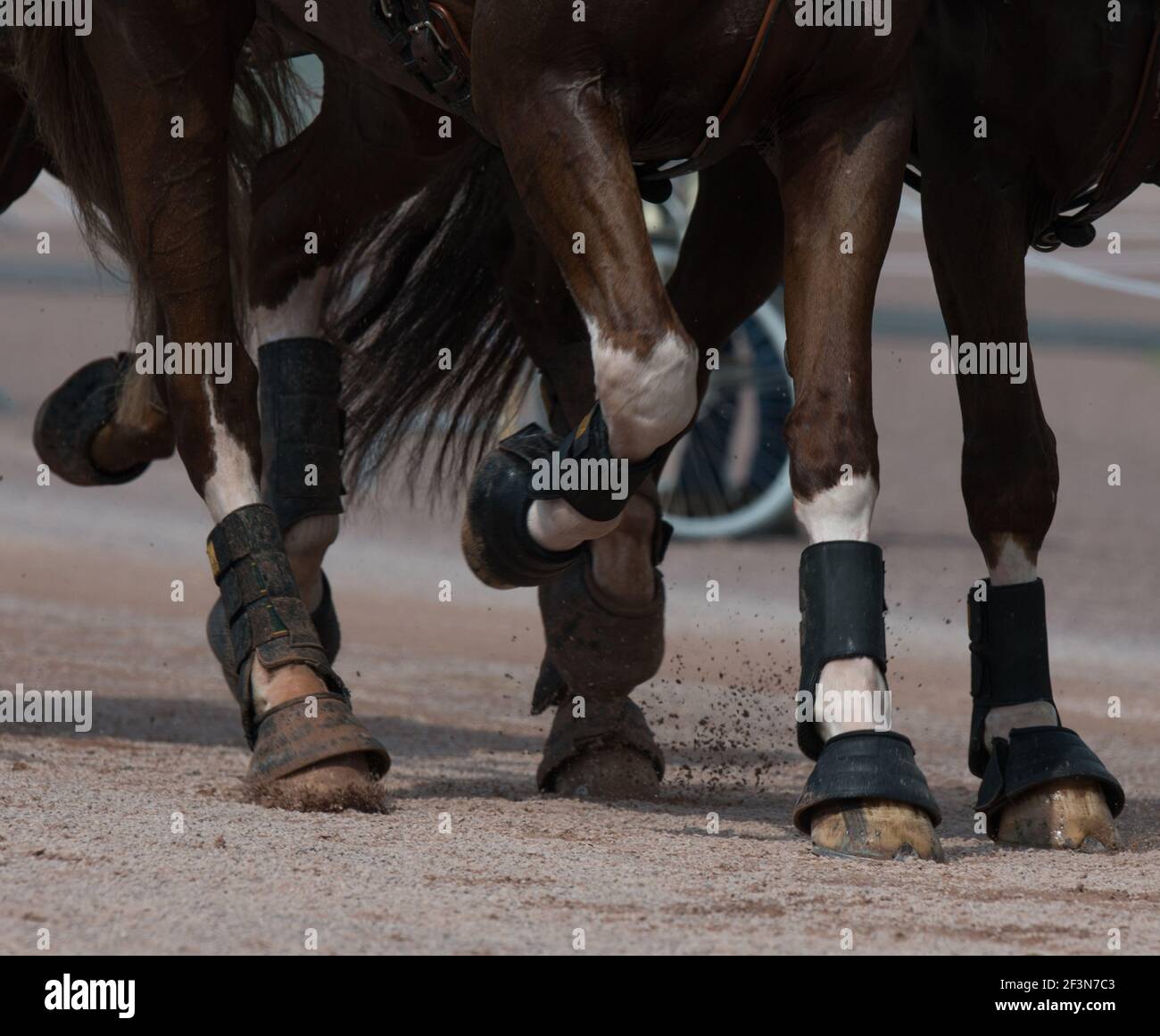Chestnut horses legs hi-res stock photography and images - Alamy