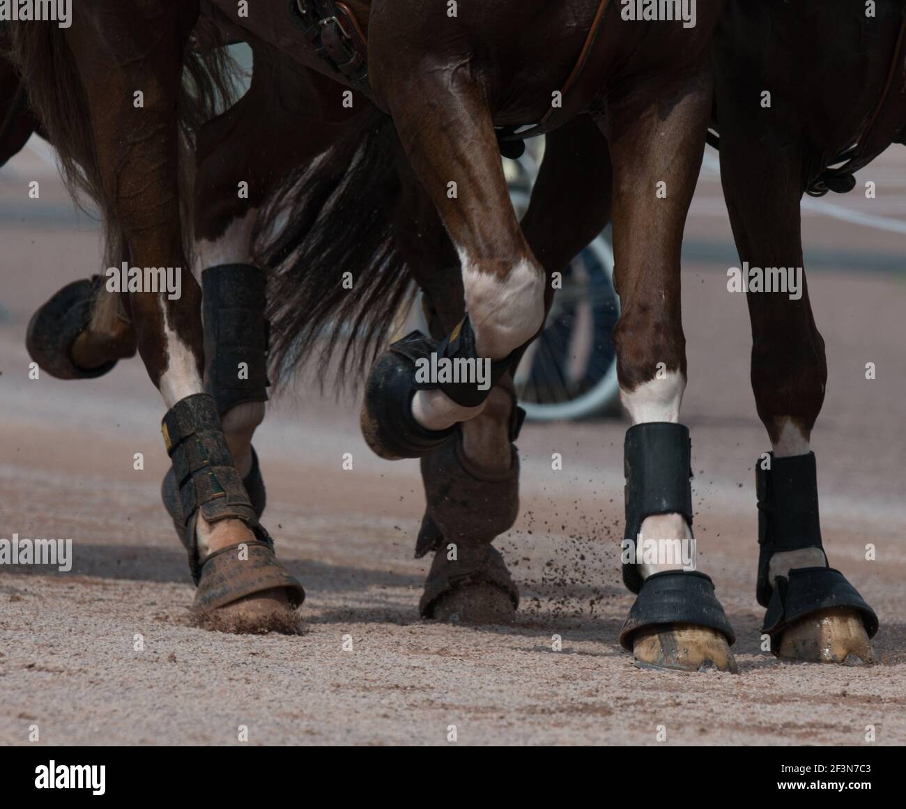 Leg protection for horses clearance