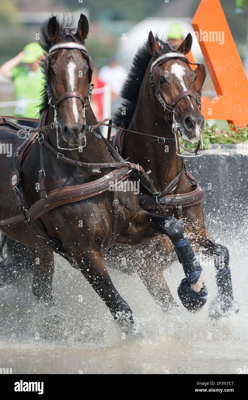 team of bay horses in equestrian carriage driving competition running through water hazard with
