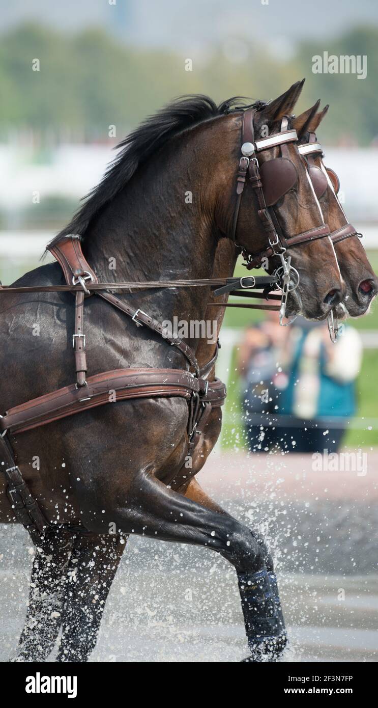 Blinders on bridles hires stock photography and images Alamy