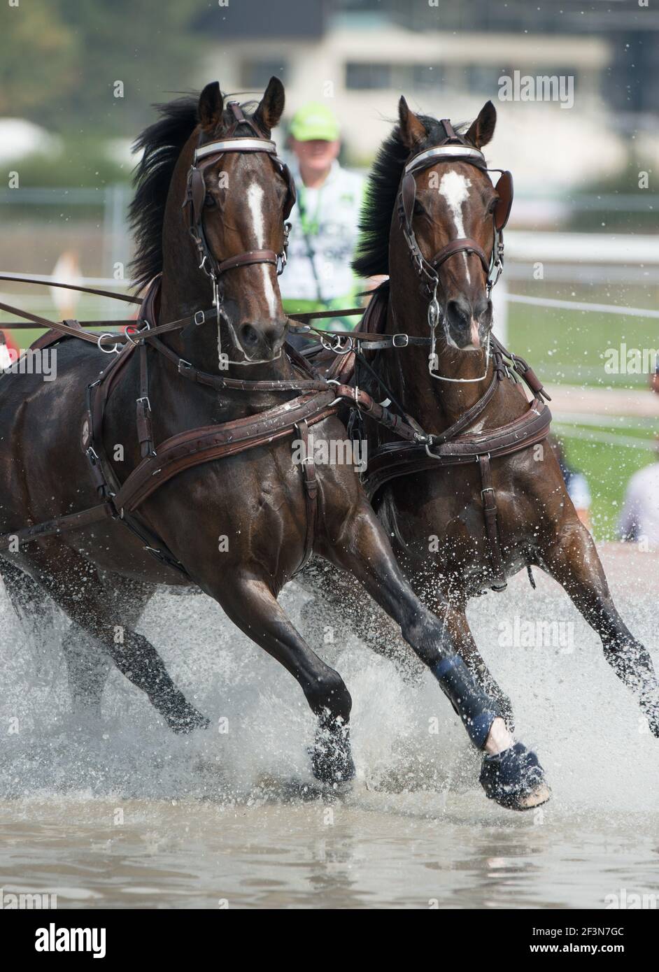 team of bay horses in equestrian carriage driving competition running through water hazard with