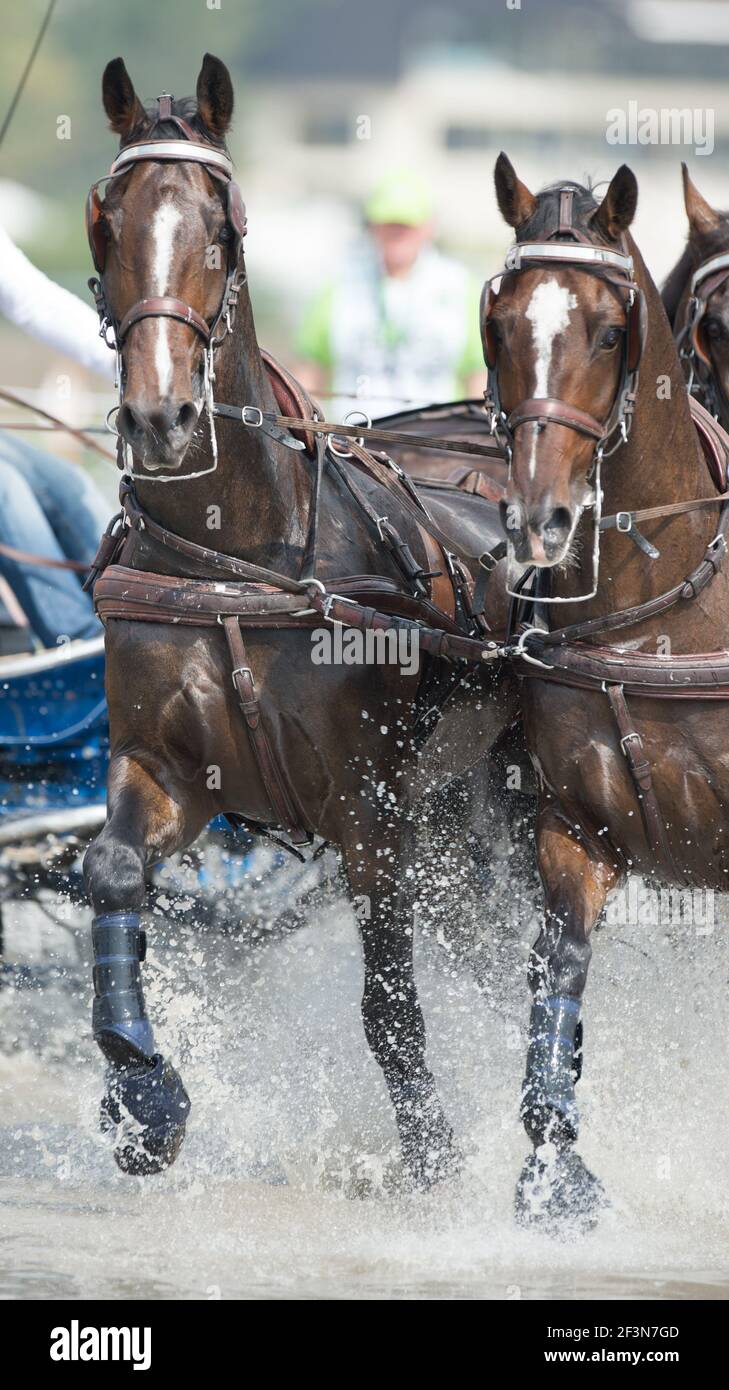team of bay horses in equestrian carriage driving competition running through water hazard with