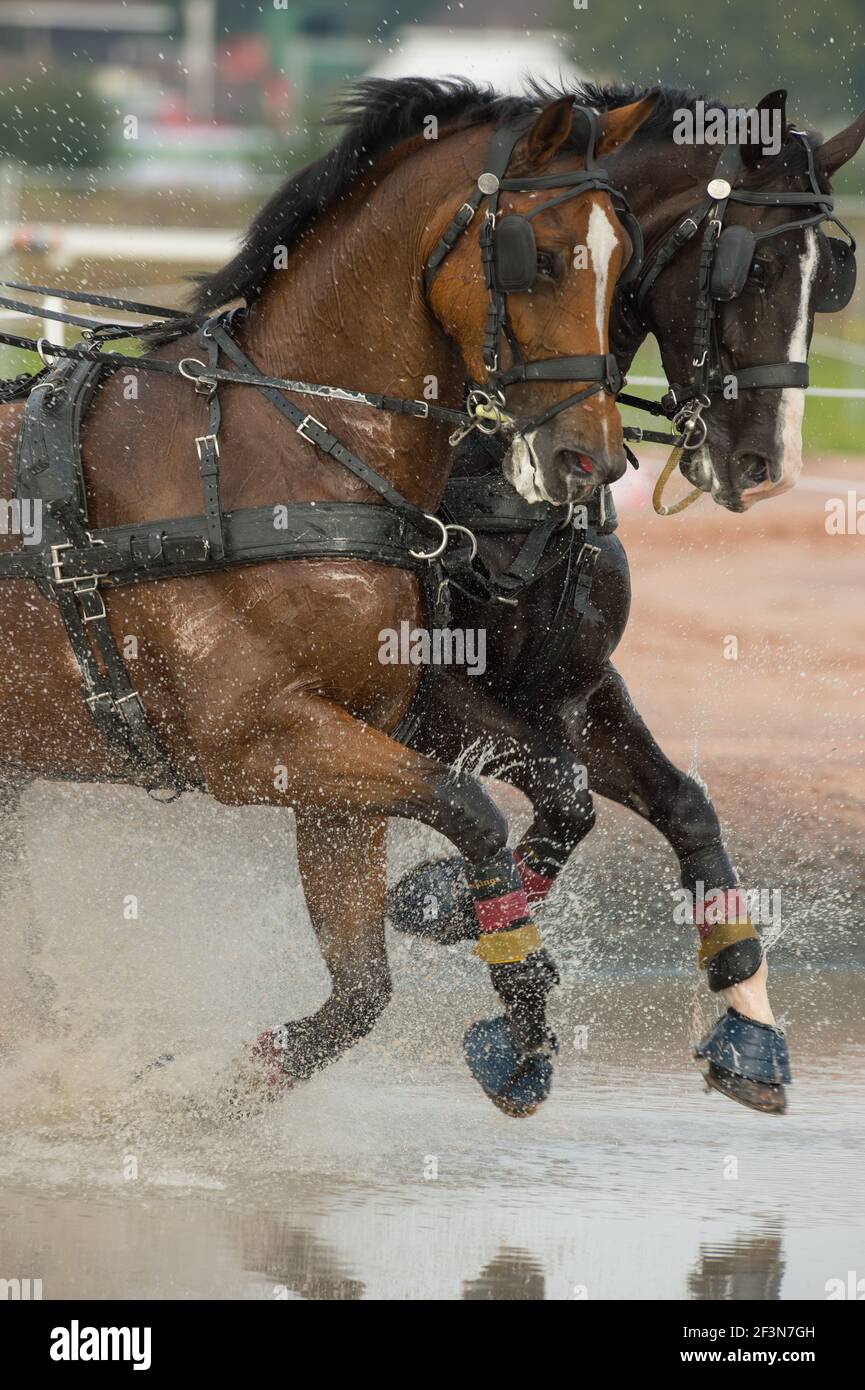 team of bay horses in equestrian carriage driving competition running through water hazard with