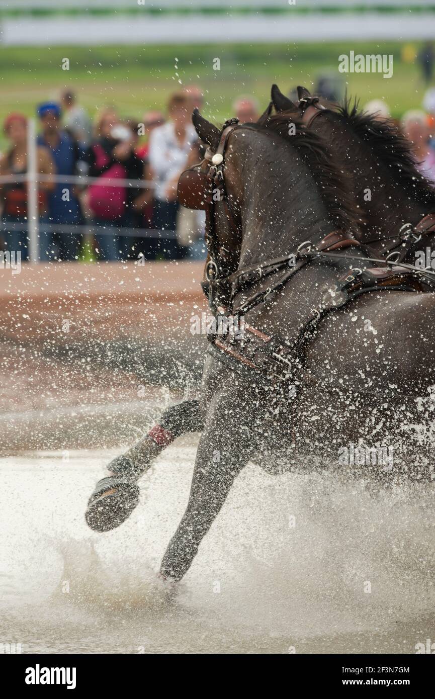 team of bay horses in equestrian carriage driving competition running