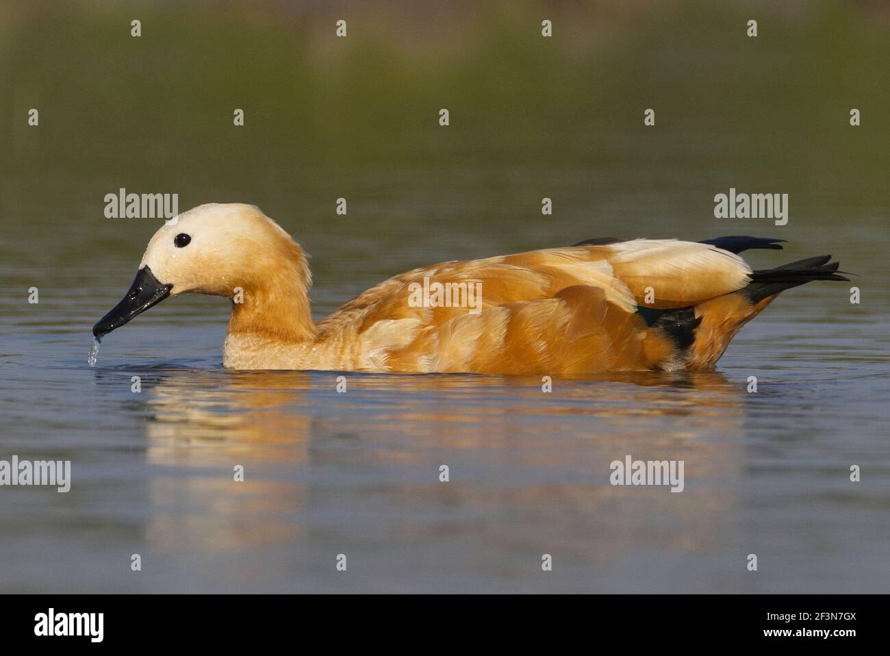 Indian common ducks hi-res stock photography and images - Alamy
