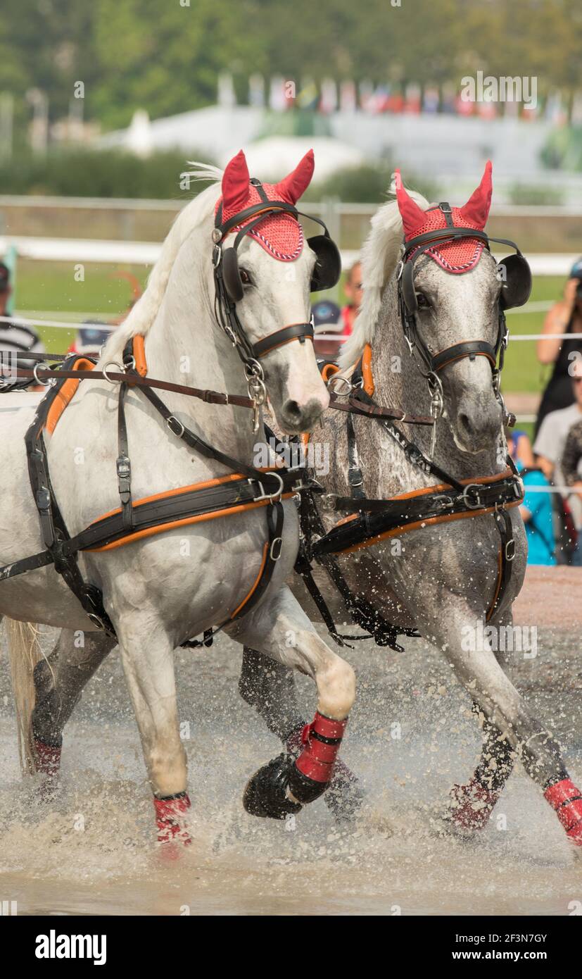 team of white driving horses in harness running in water hazard at