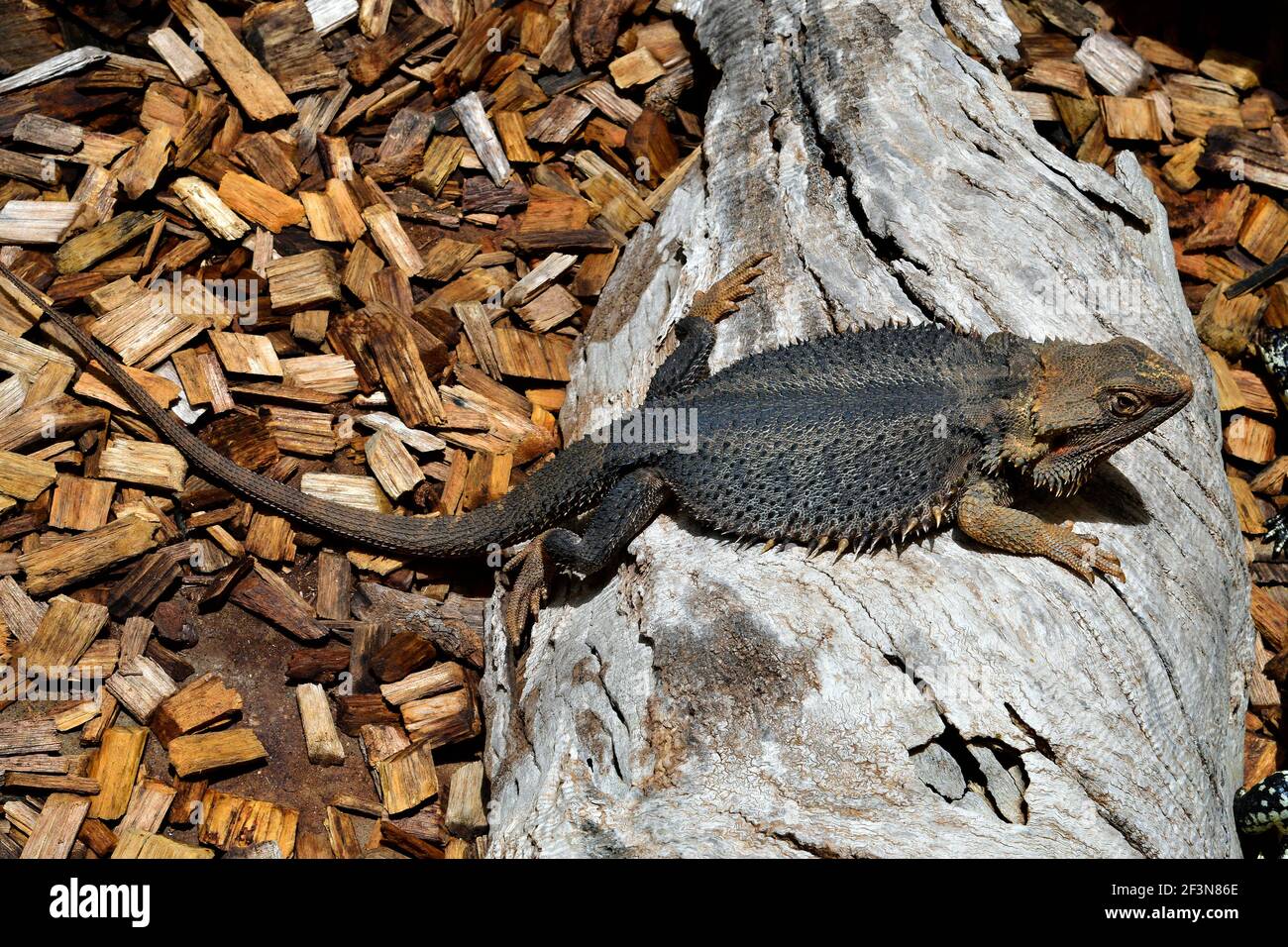 Australia, bearded dragon, in Australia used as pet Stock Photo Alamy