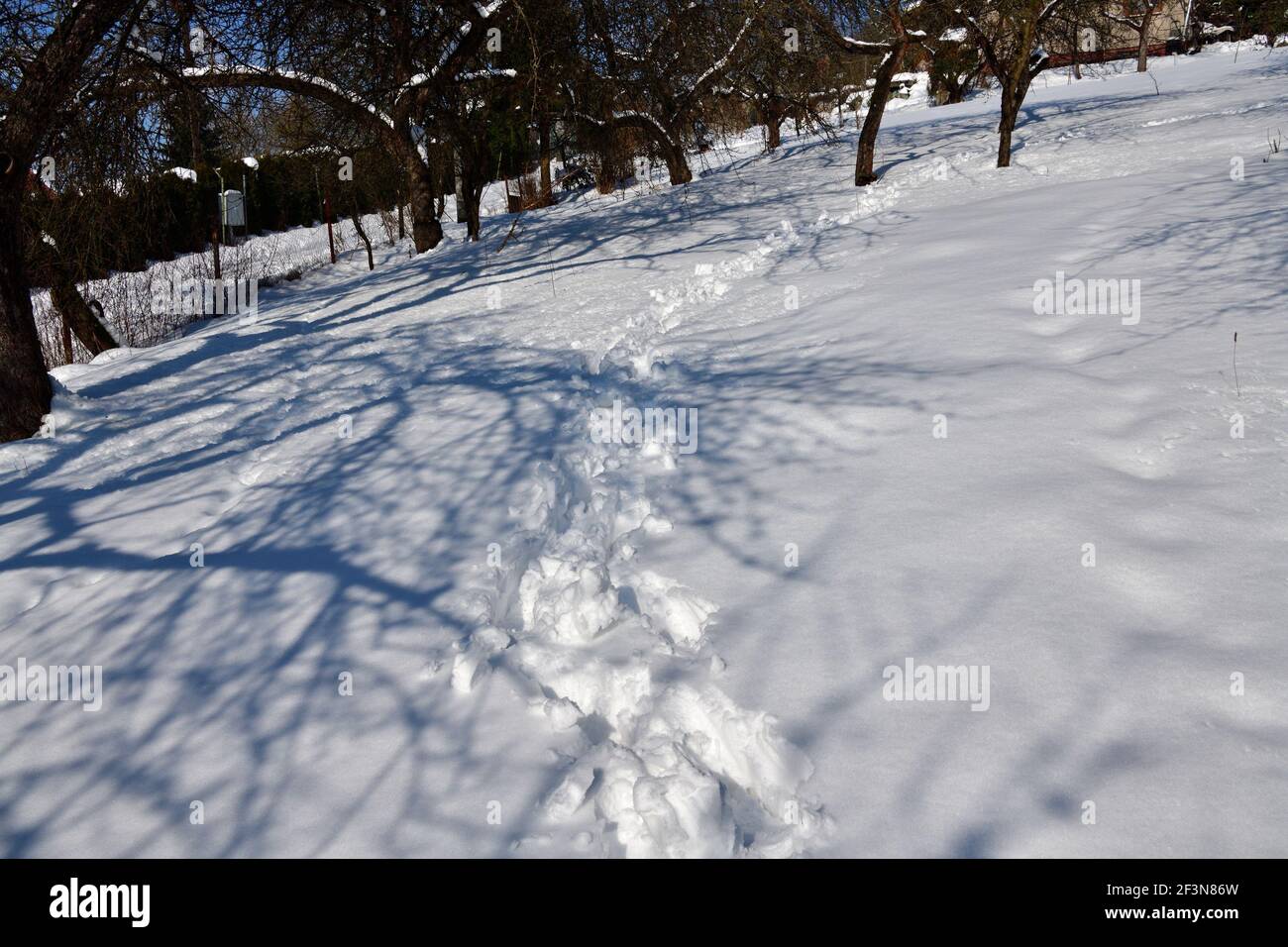 Human footprints in deep snow in winter Stock Photo - Alamy