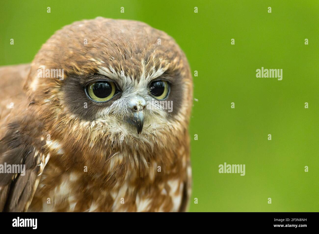 Morepork Ninox novaeseelandiae, adult profile, Hawk Conservancy Trust, Andover, Hampshire, UK, April Stock Photo