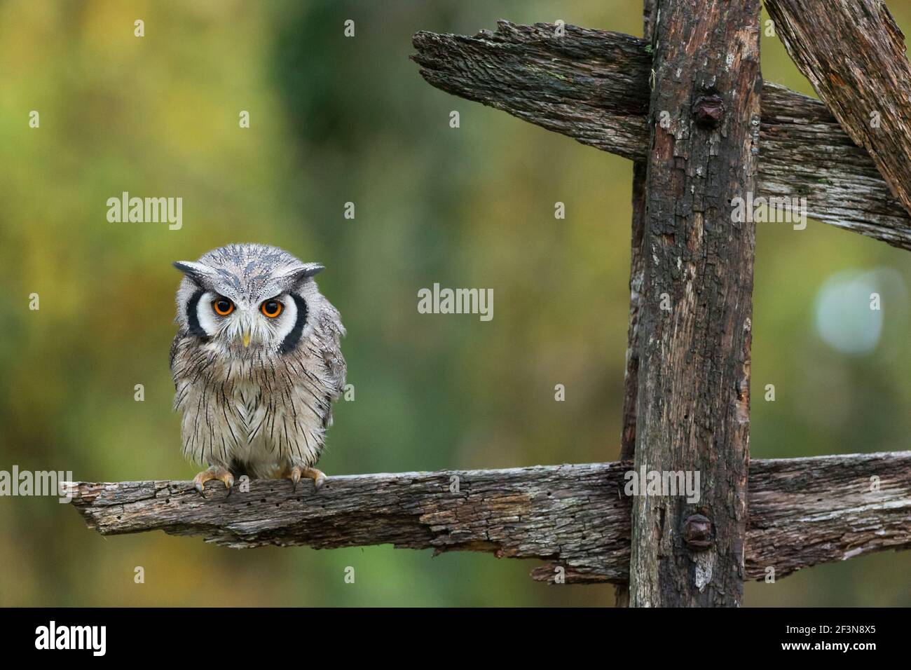 Northern white-faced owl Ptilopsis leucotis (captive), adult male perched on wooden fence, Hawk Conservancy Trust, Andover, Hampshire, UK, November Stock Photo
