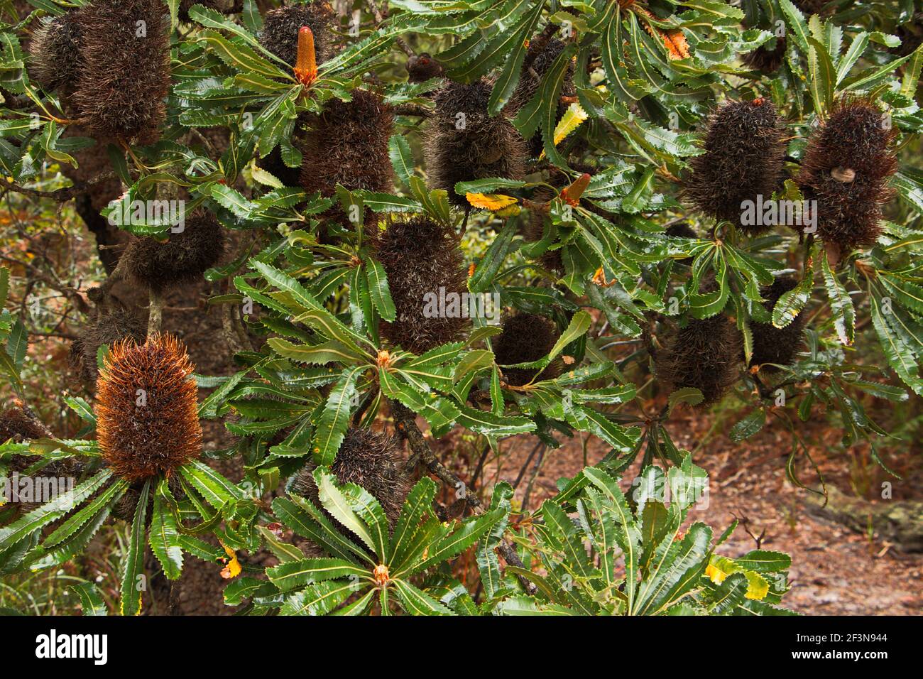 Banksia Tree in Australia Stock Photo