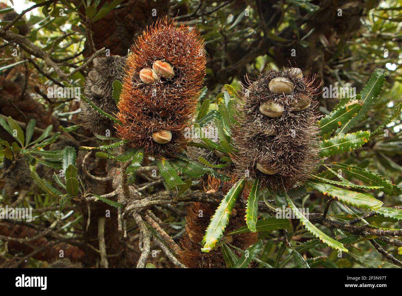 Banksia Tree in Australia Stock Photo