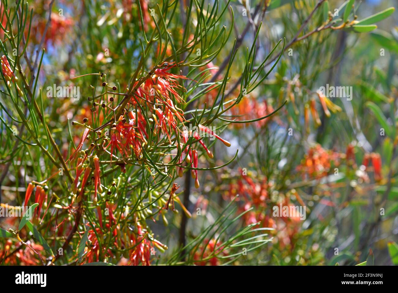 Australian Mistletoe Stock Photo