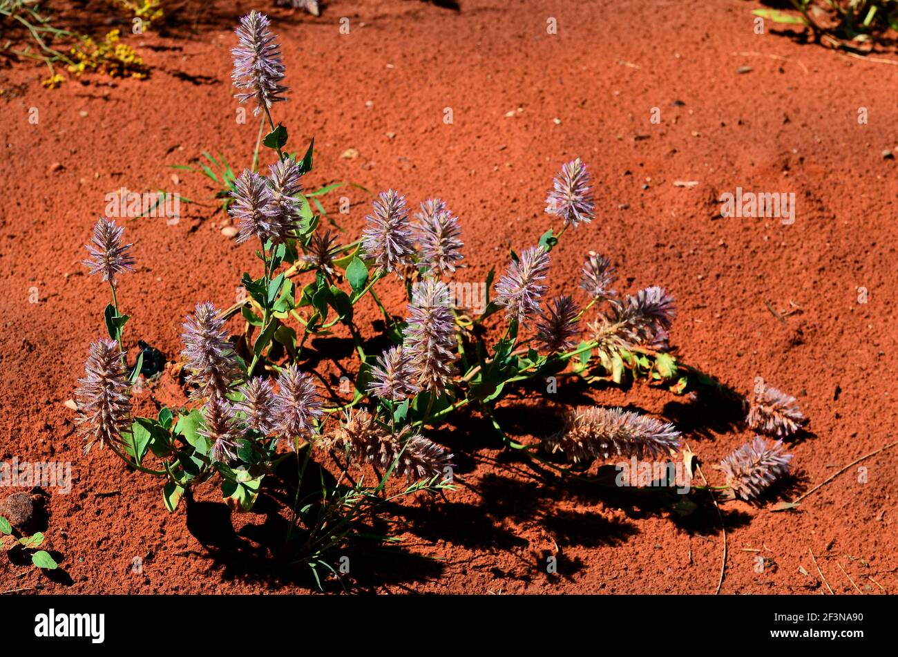 Ptilotus Photography and Images - Alamy