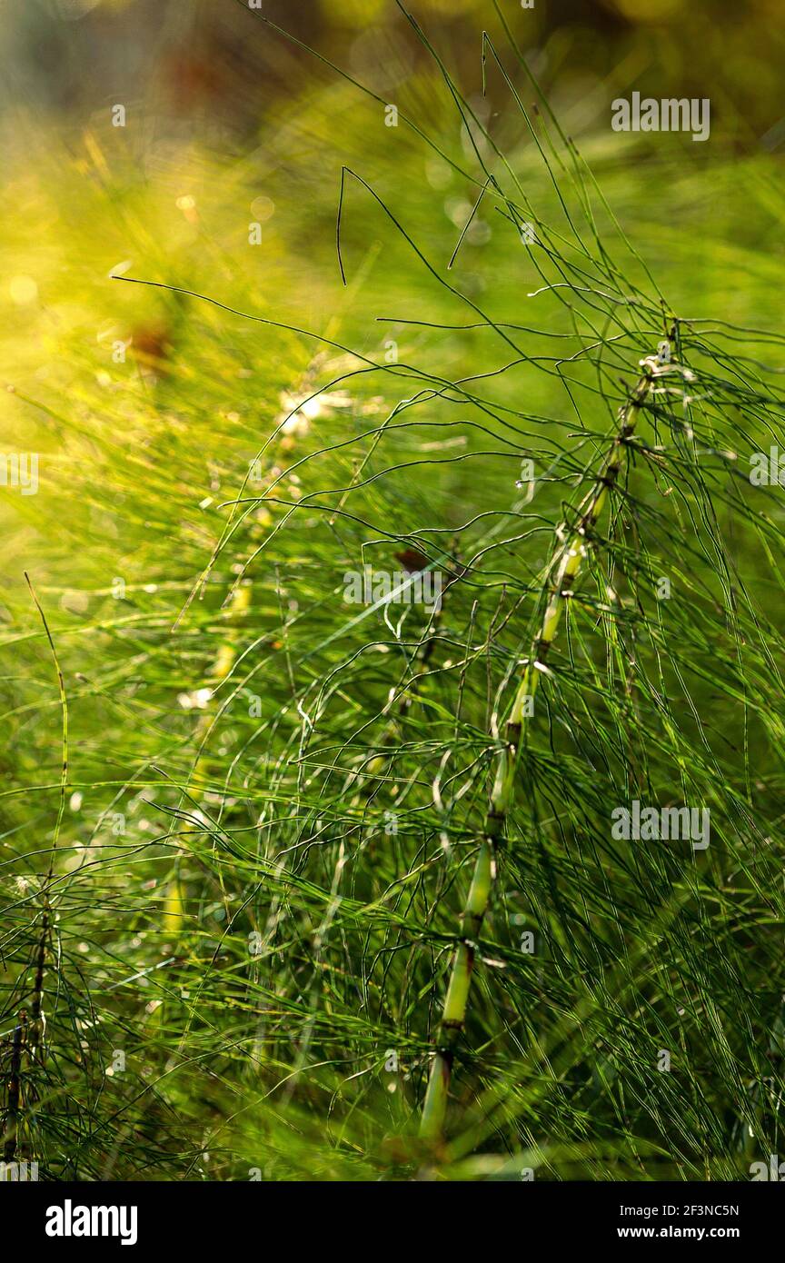 detail of the Equisetum plant, Equisetum L., illuminated by the first light of the morning. Abruzzo, Italy, Europe Stock Photo