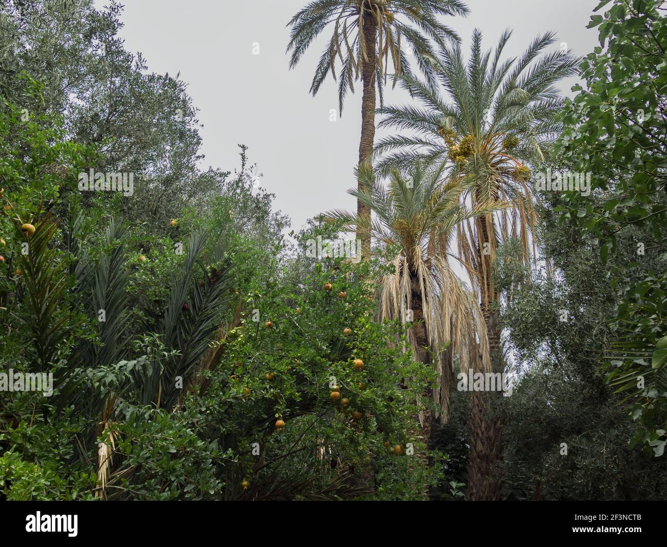 A view of trees with palm trees on a gloomy day Stock Photo - Alamy