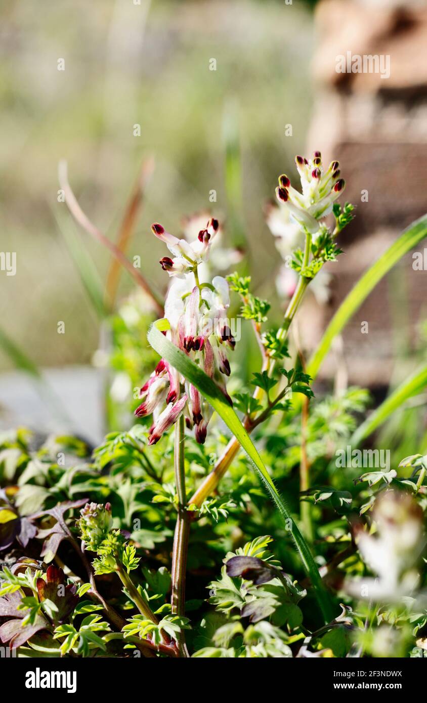 Pink flowers of common fumitory -fumaria officinalis - in a field , spontaneous flower during springtime Stock Photo