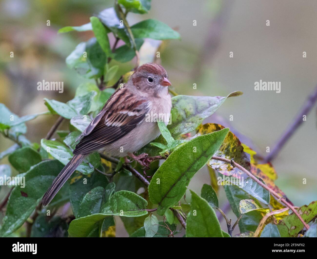 Portrait of a field sparrow, Spizella pusilla. Stock Photo