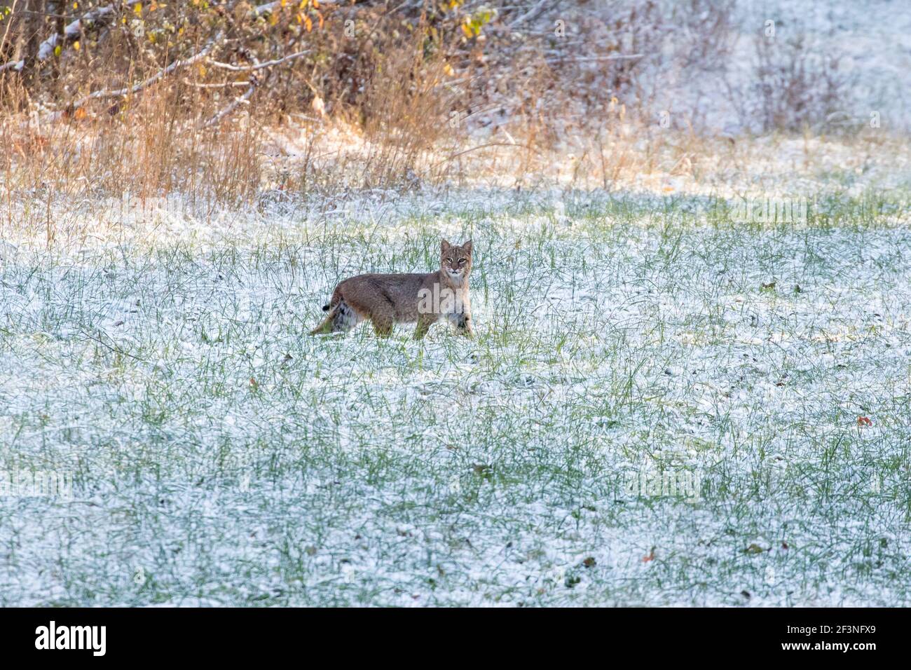 Portrait of a bobcat, Lynx rufus, on a snowy morning. Stock Photo