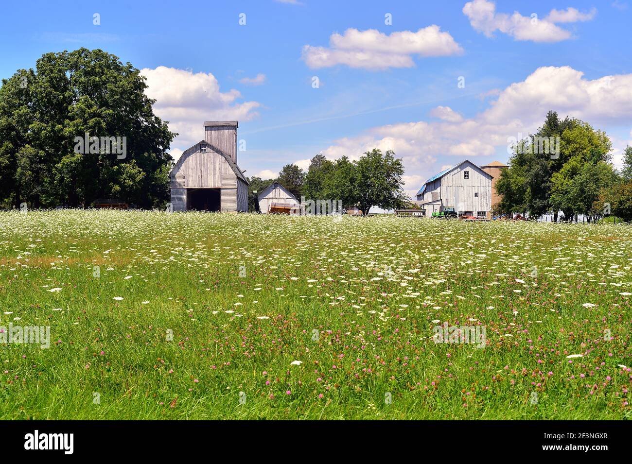 Illinois wildflowers hires stock photography and images Alamy