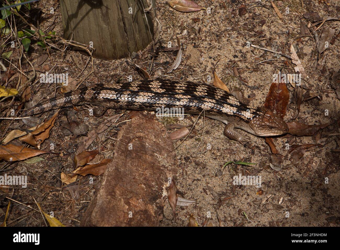 Blue-tongued skink at Lakes Entrance in Australia Stock Photo