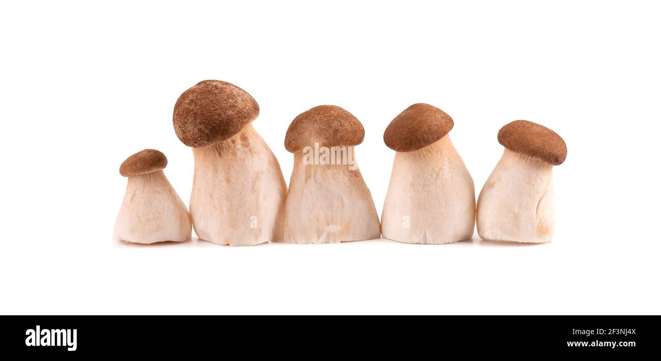 King oyster mushroom isolated on white background. Pleurotus eryngii