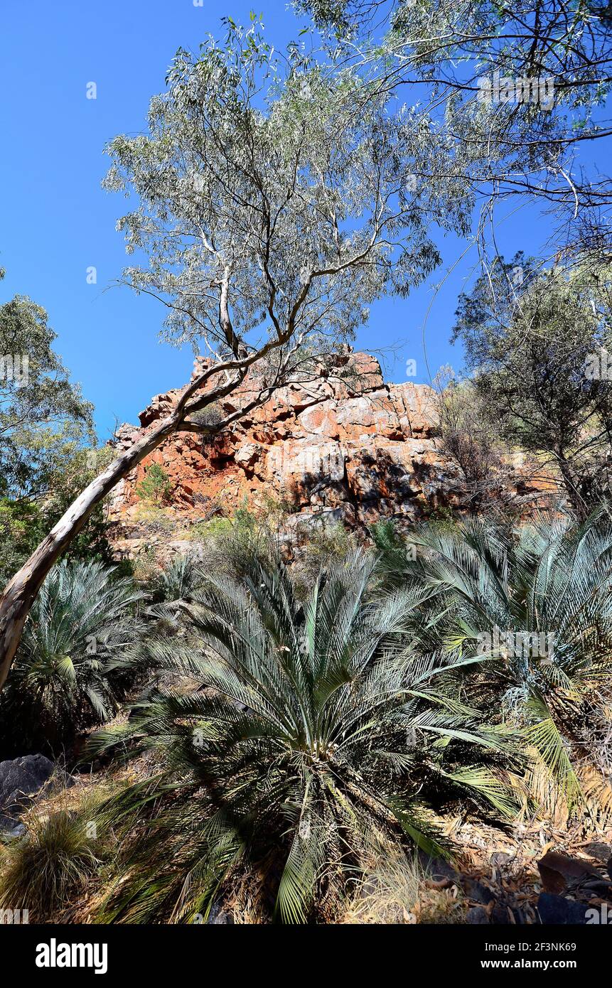 Australia, NT, McDonnell range cycads in Standley Chasm Stock Photo