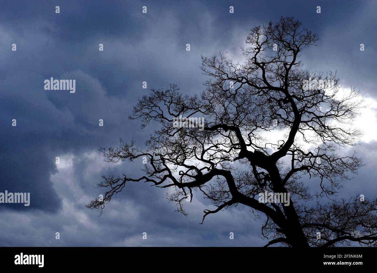 winter silhouette of old oak tree on dark stormy sky Stock Photo