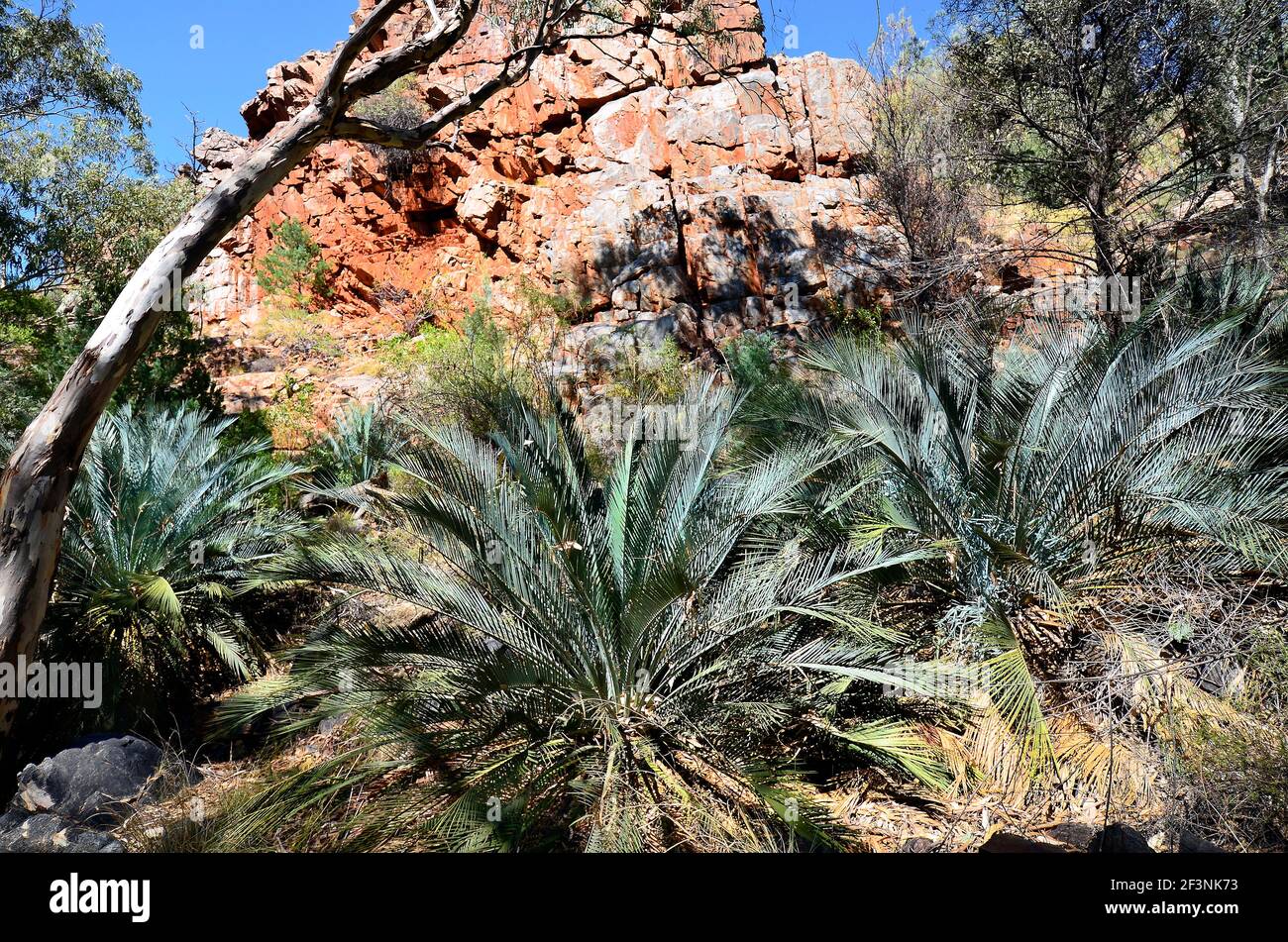 Australia, NT, McDonnell range cycads in Standley Chasm Stock Photo