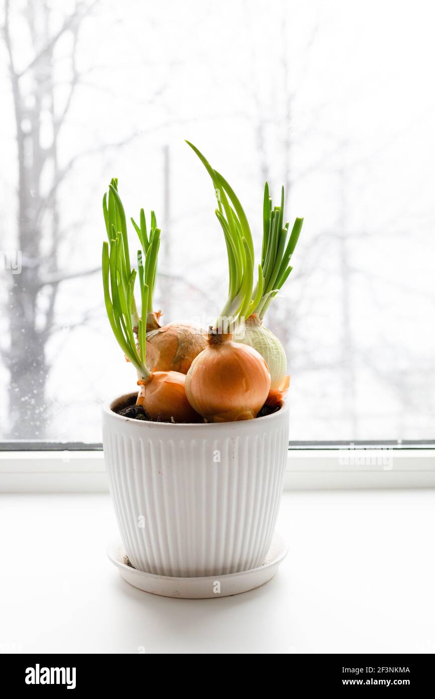 Growing young green onion bulbs in a pot on a windowsill Stock Photo
