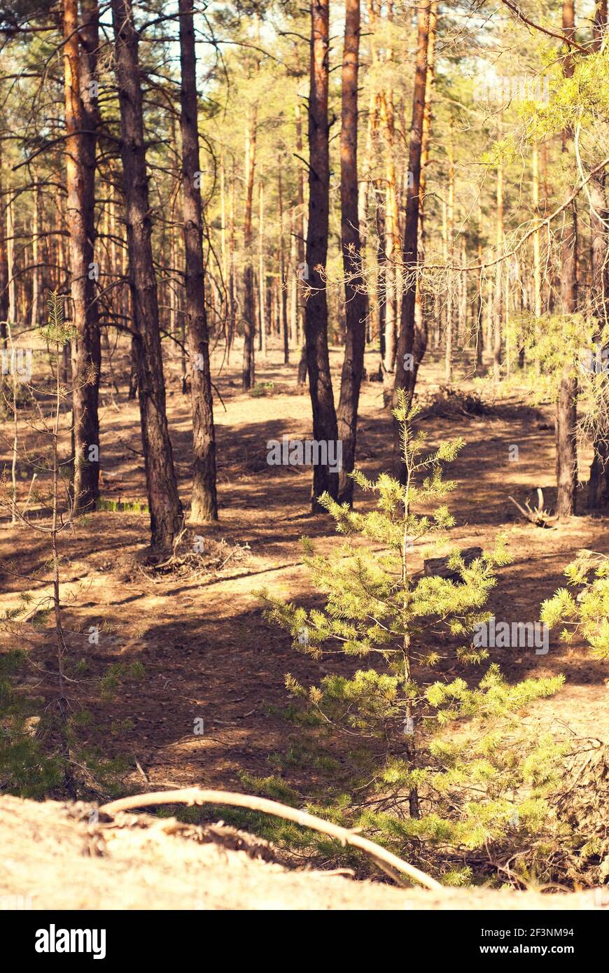 beautiful pine forest in summer Stock Photo - Alamy