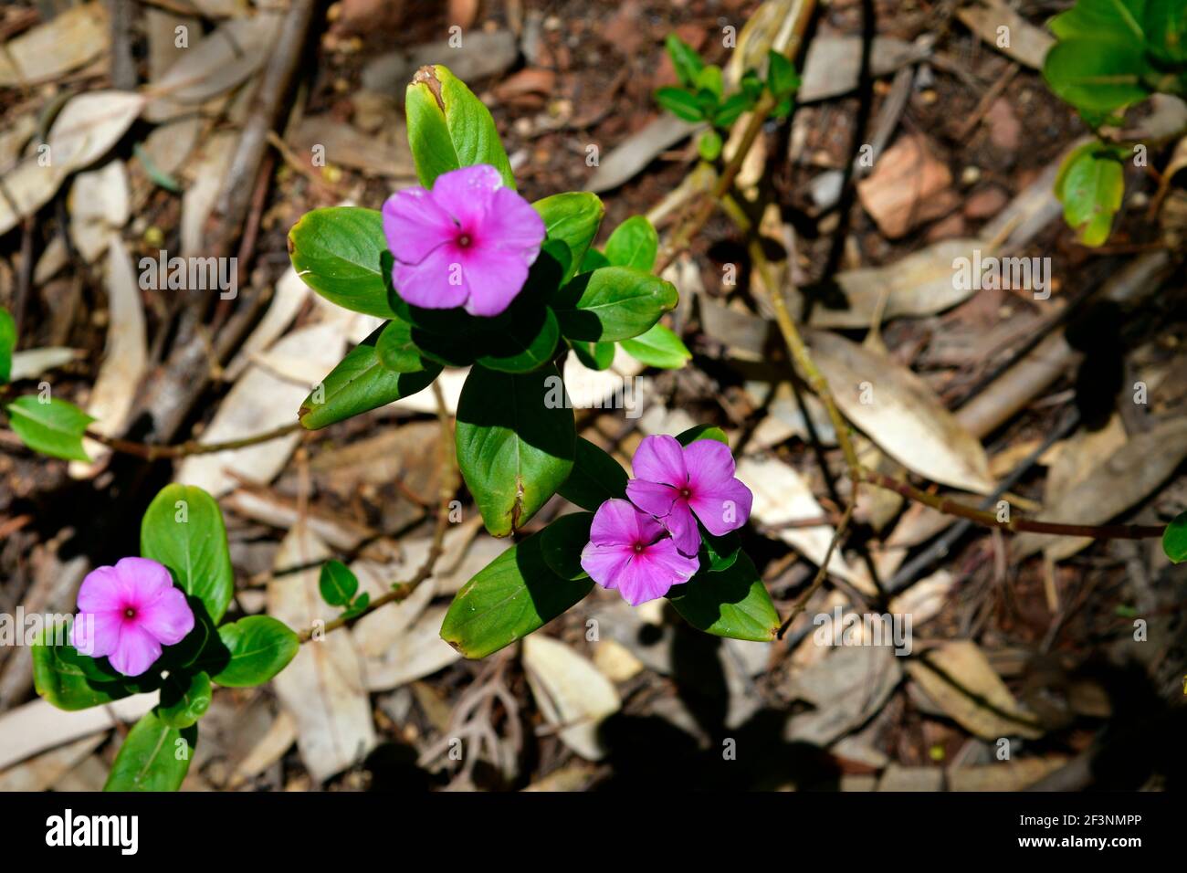 Australia, Madagascar periwinkle Stock Photo Alamy