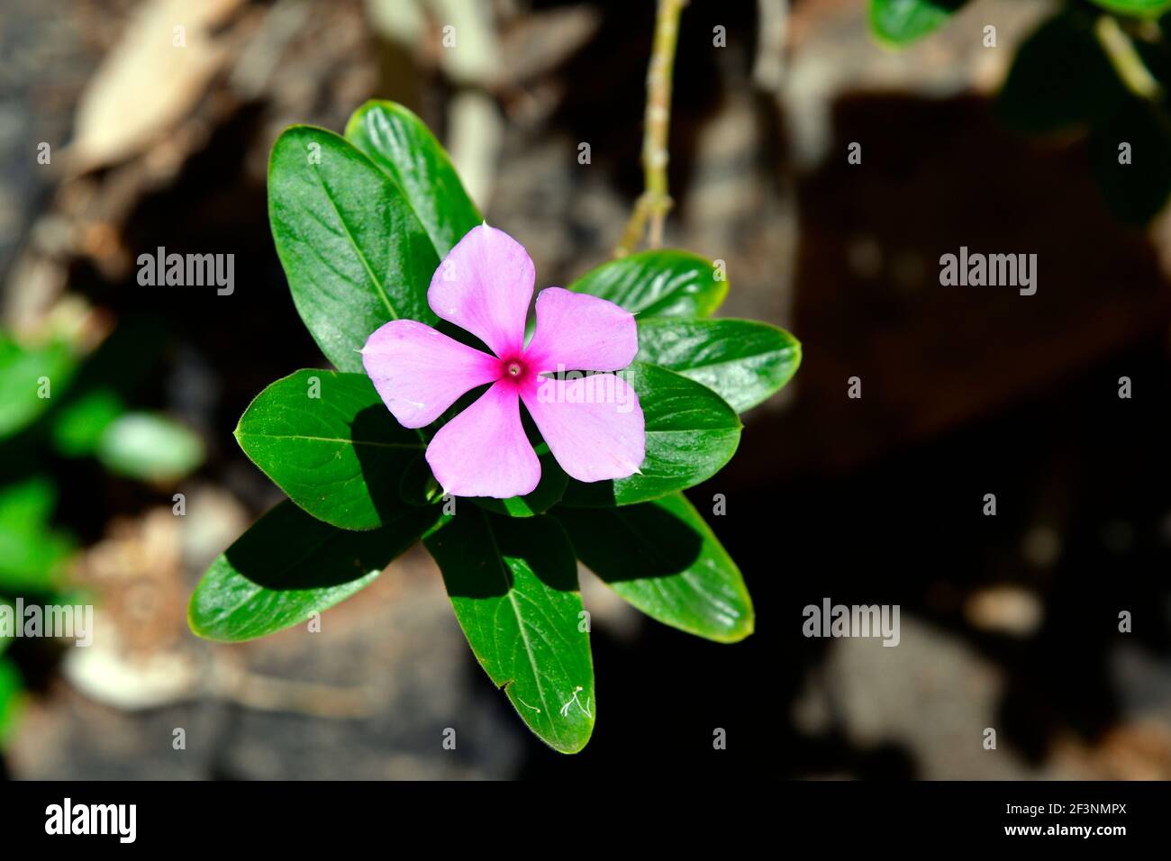 Australia, Madagascar periwinkle Stock Photo Alamy
