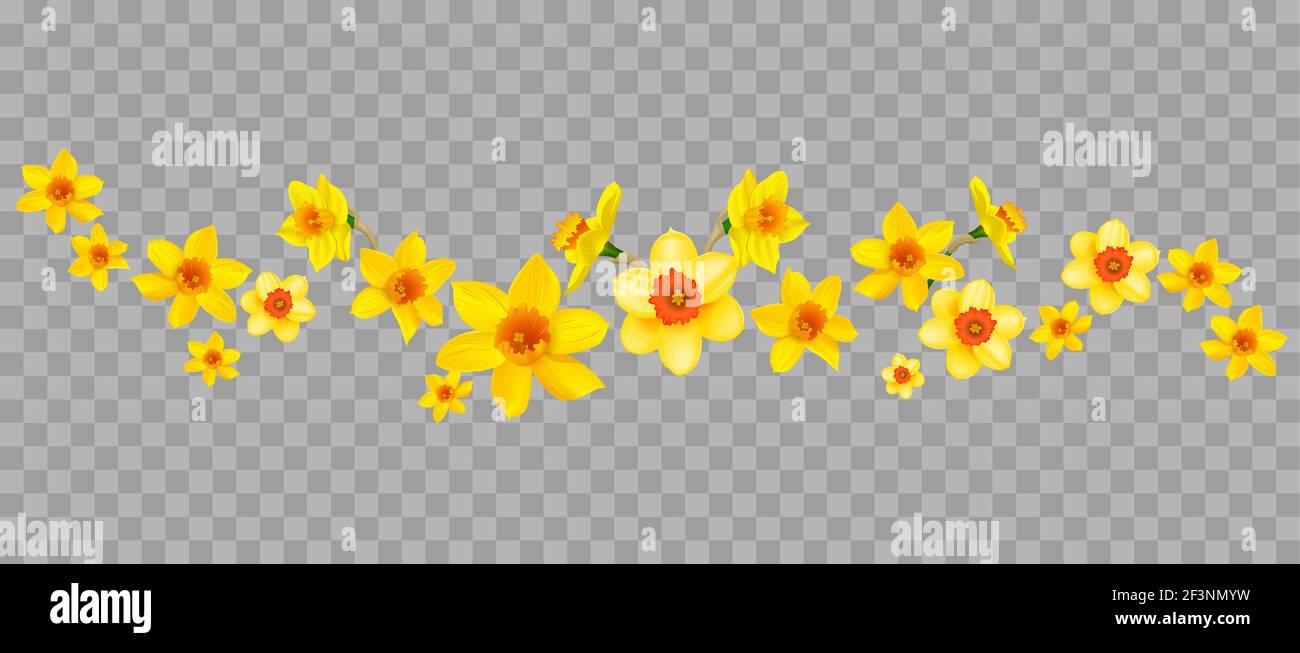 Daffodils decor on transparent background Stock Vector