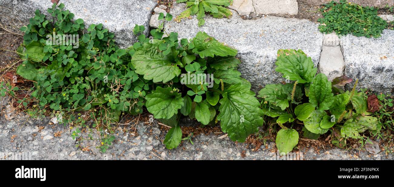 Weed control in the city. Dandelion and clover on the sidewalk between the paving bricks Stock Photo