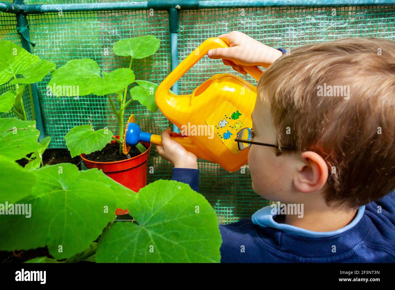 Primary school child using a plastic watering can to water a plant in the school garden. Stock Photo