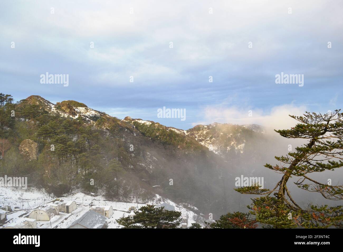 Pin Tree High Resolution Stock Photography And Images Alamy